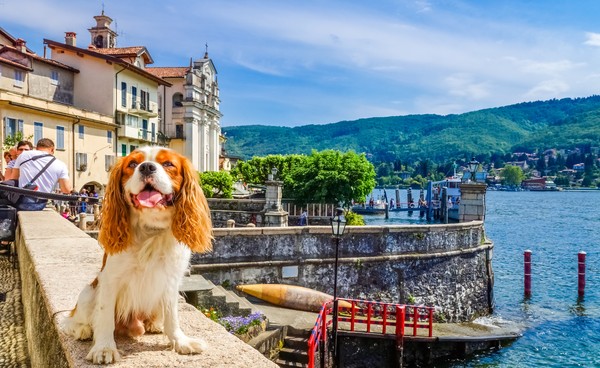 Hund auf der Isola Bella, Lago Maggiore