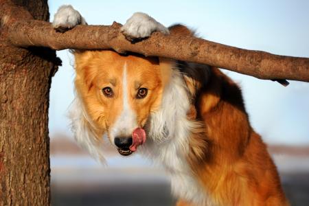 Hund im Urlaub blickt unter Ast hervor