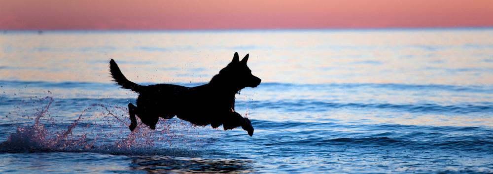 Hund springt am Zeeland Hundestrand ins Meer