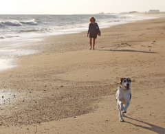 Frankreich Ferienwohnungen und Ferienhäuser am Meer mit Hund