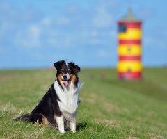 Nordsee Ferienwohnungen und Ferienhäuser am Strand mit Hund